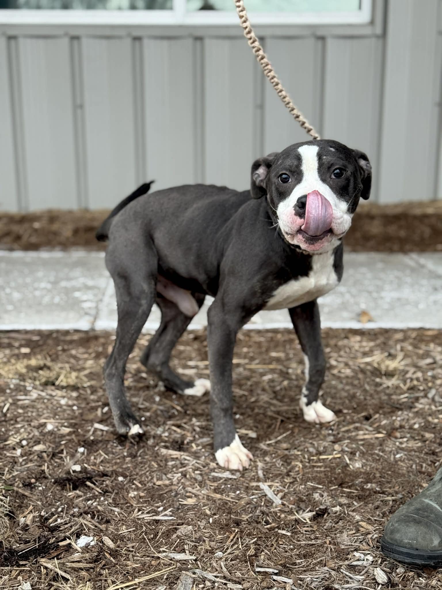 Enlarge Snoopy, an adopted Mixed Breed in Benton Harbor, MI image 3/6