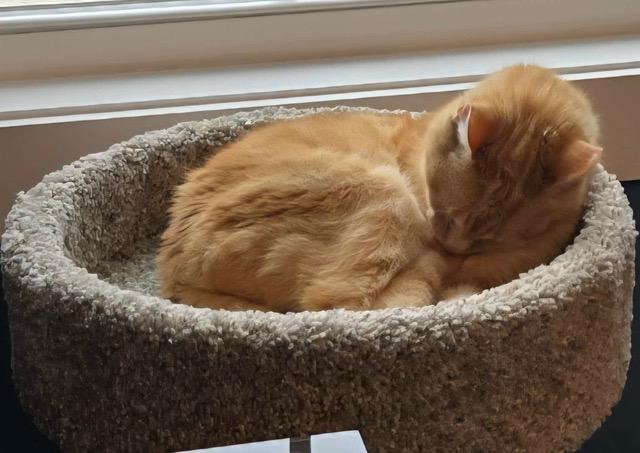 Morgan Fairchild (Honey), an adopted Domestic Short Hair in Bristol, TN image 2/3