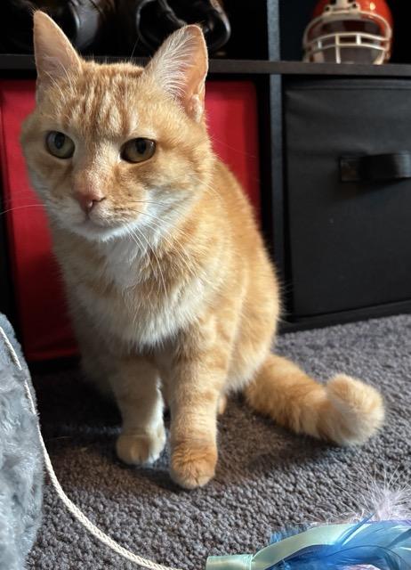 Morgan Fairchild (Honey), an adopted Domestic Short Hair in Bristol, TN image 1/3