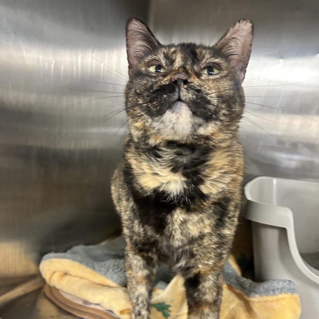 Enlarge Cricket, a Adoptable Domestic Short Hair in Midland, TX image 1/1
