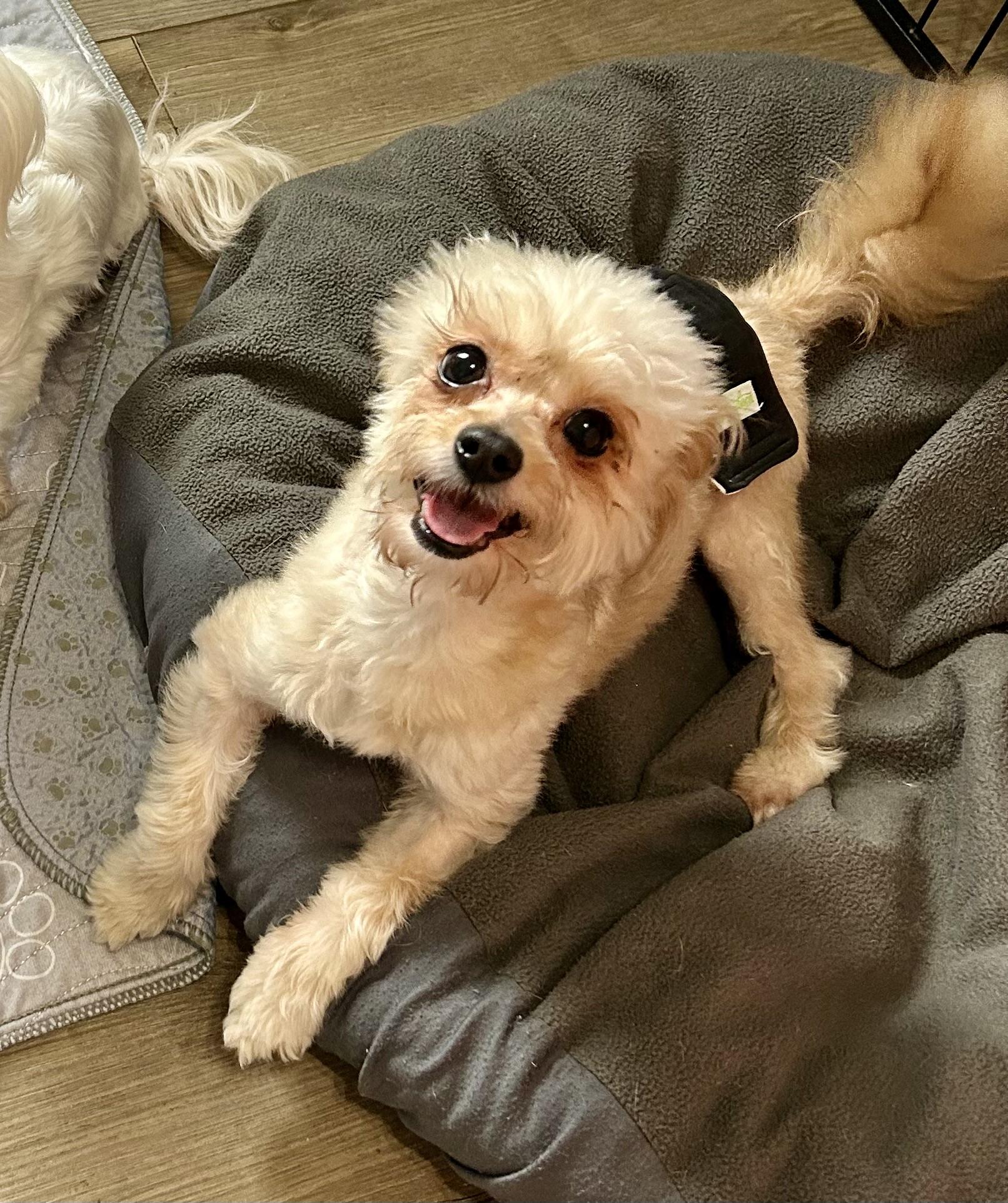 Enlarge Simon, a ADOPTABLE mixed breed in Chickasha, OK image 2/2