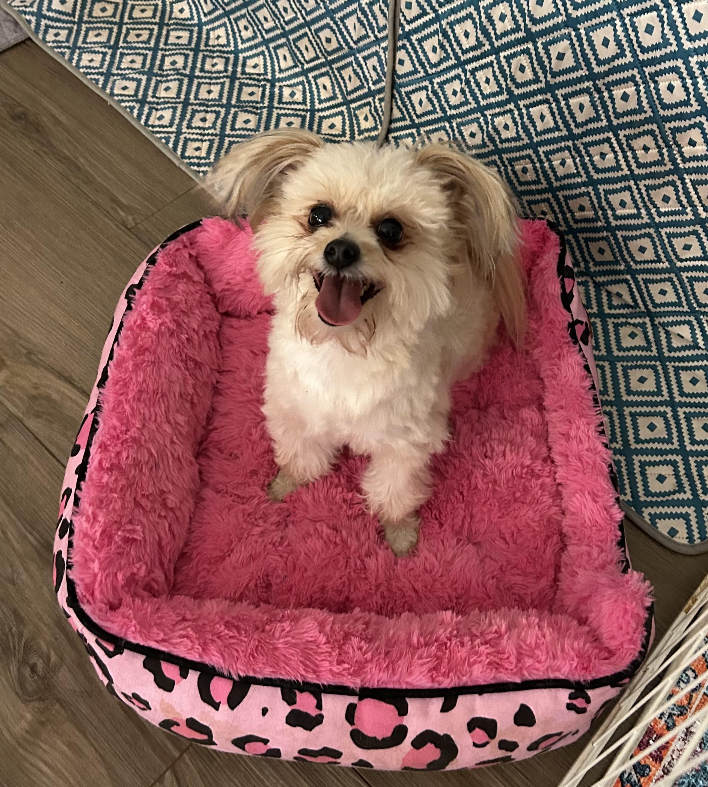 Simon, Adoptable, Adult Male Maltese & Pomeranian.
