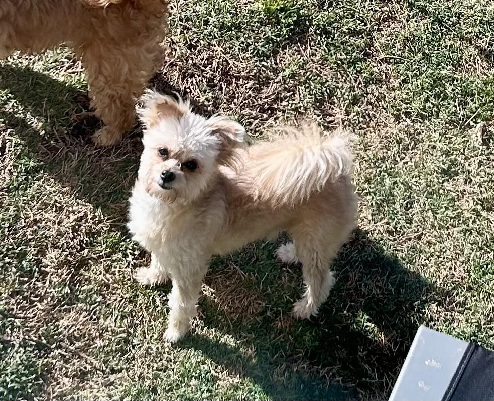 Enlarge Simon, a ADOPTABLE mixed breed in Chickasha, OK image 1/2