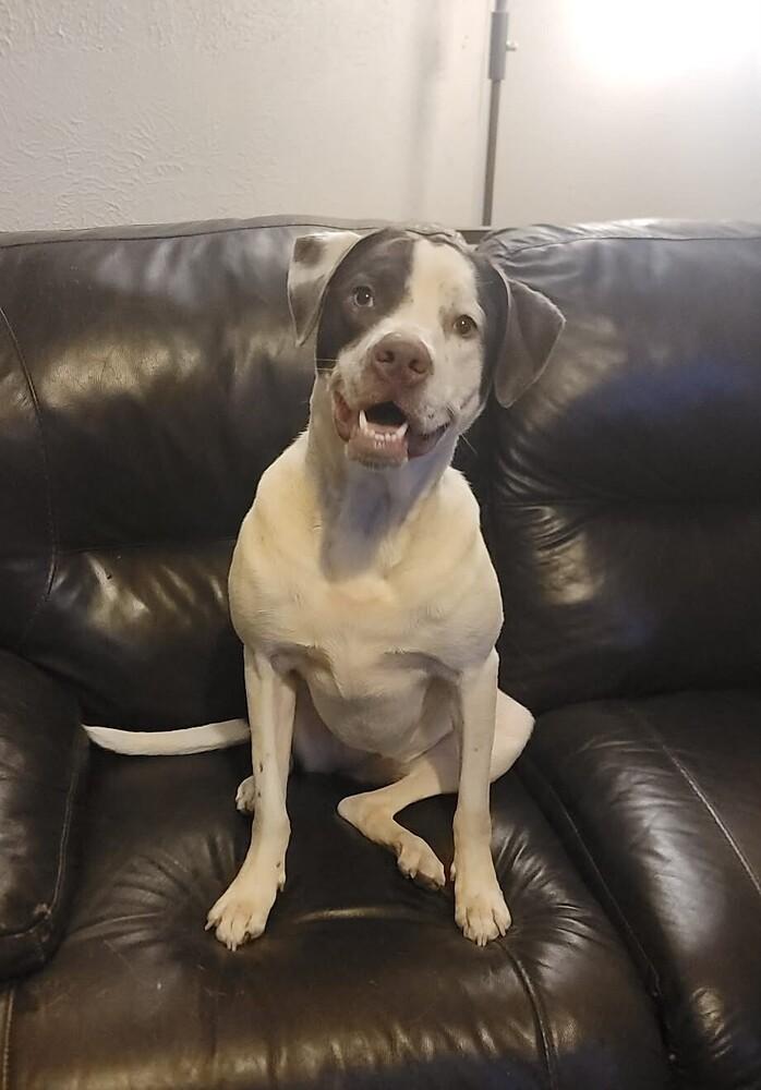 Poppy, a Adoptable mixed breed in Peoria, IL image 1/6