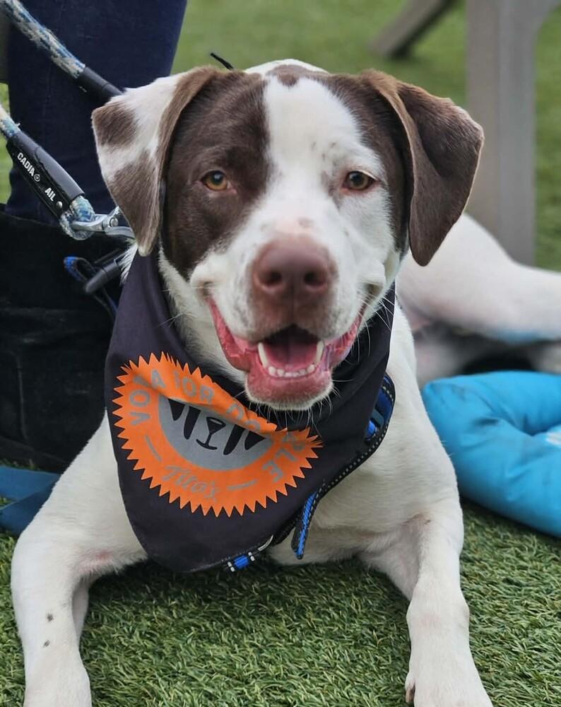 Poppy, a Adoptable mixed breed in Peoria, IL image 2/6