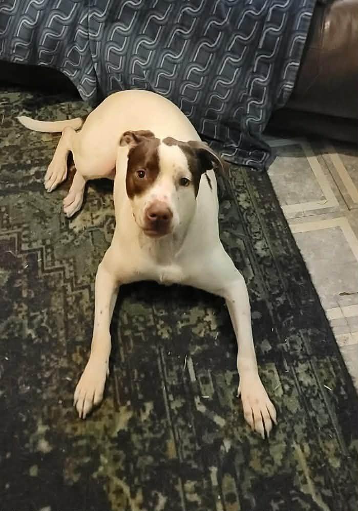 Poppy, a Adoptable mixed breed in Peoria, IL image 3/6