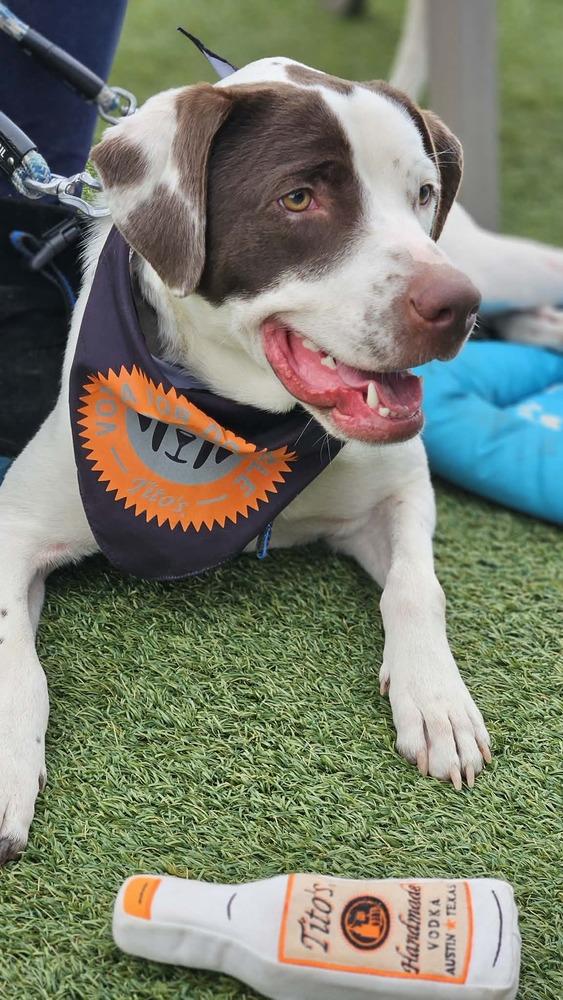 Poppy, a Adoptable mixed breed in Peoria, IL image 4/6