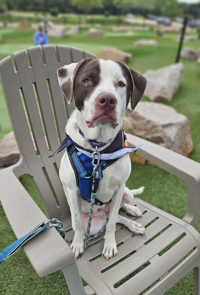 Poppy, a Adoptable mixed breed in Peoria, IL image 5/6