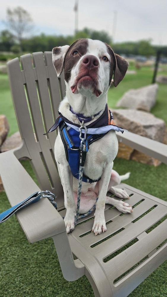 Poppy, a Adoptable mixed breed in Peoria, IL image 6/6