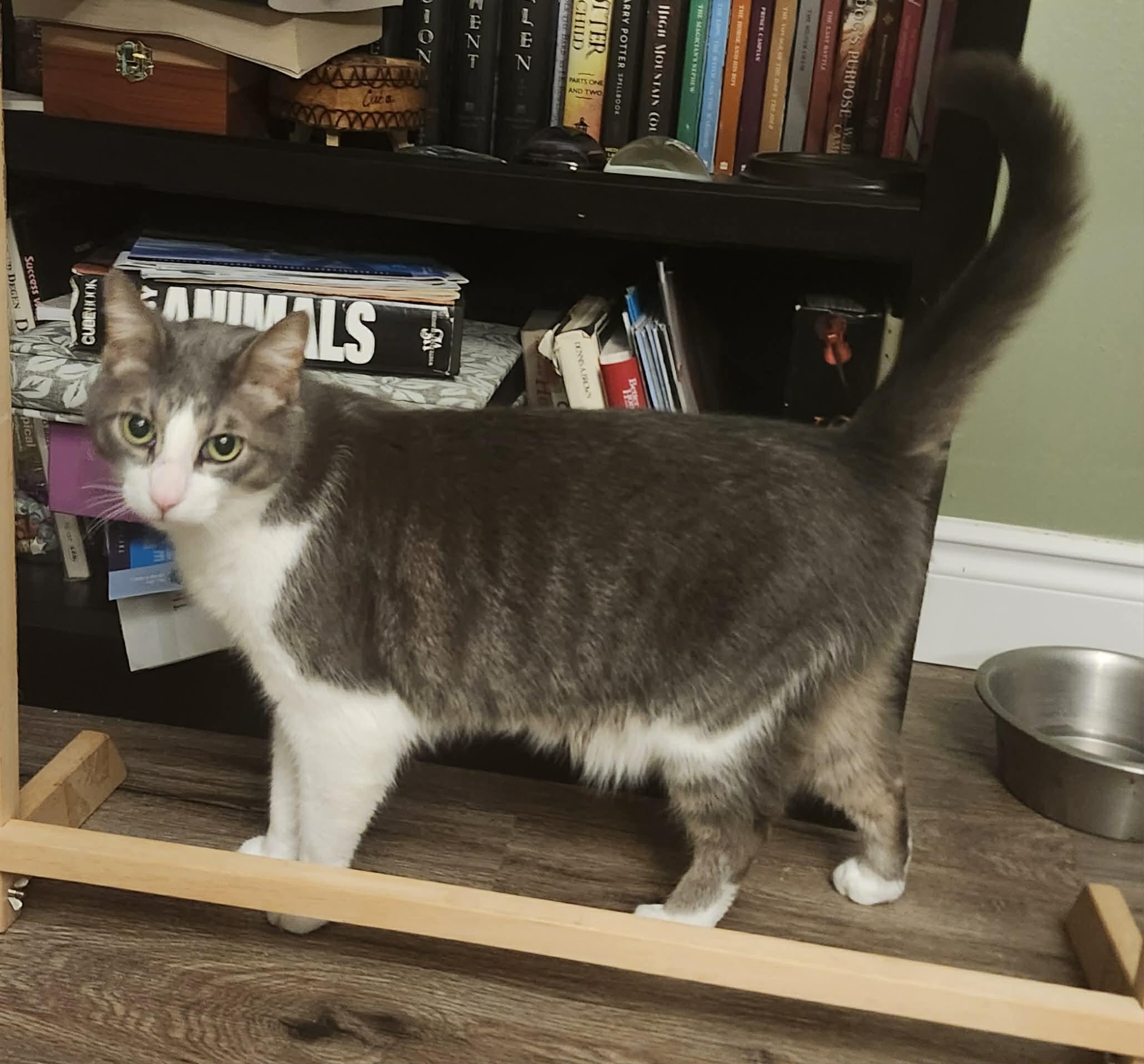 Enlarge Jack, a ADOPTABLE Domestic Short Hair in Ridgetown, ON image 1/1