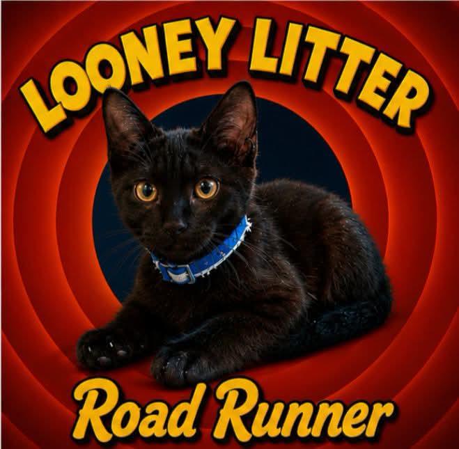 Road Runner, Adopted, Kitten Male Domestic Short Hair.