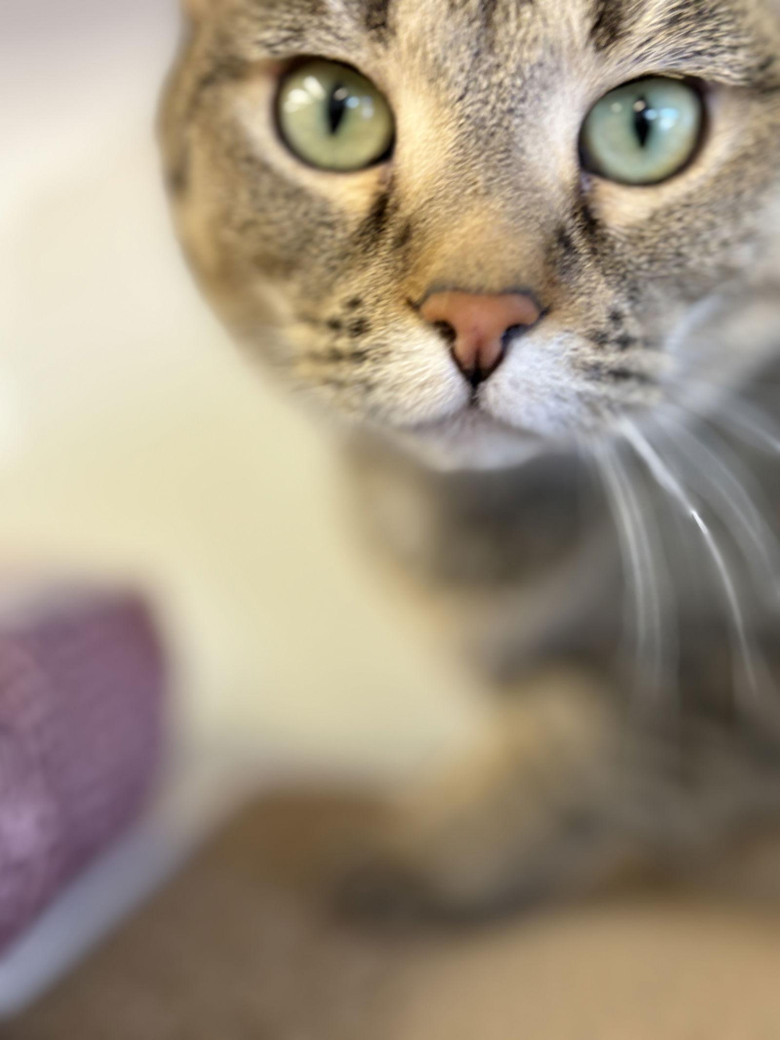 Haggis, Adoptable, Adult Female Domestic Short Hair.