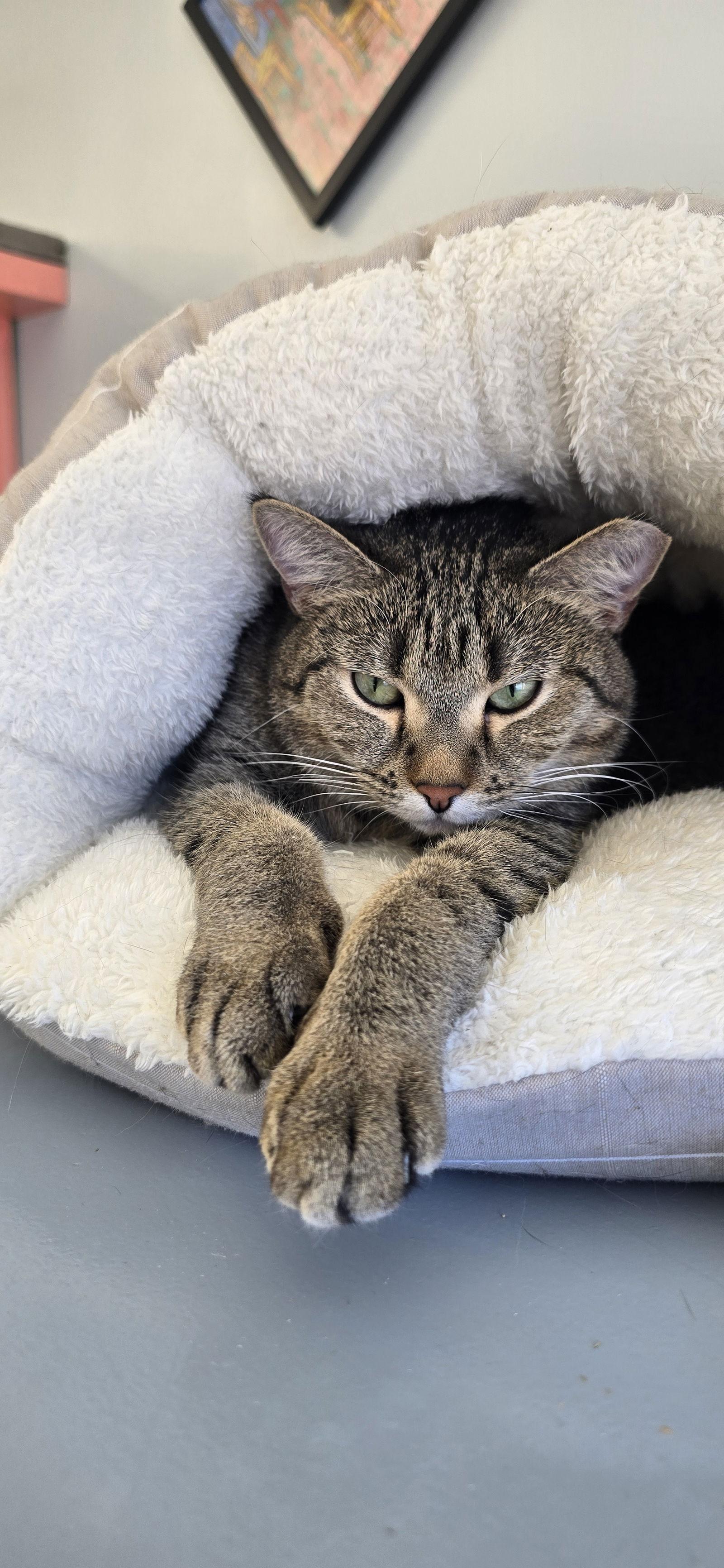 Haggis, Adoptable, Adult Female Domestic Short Hair.