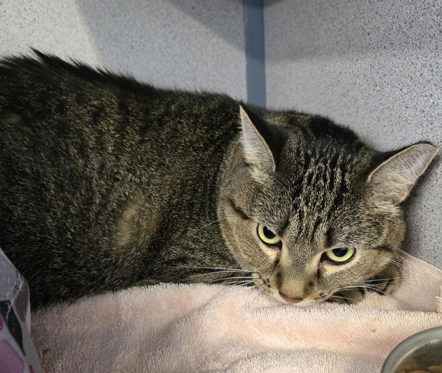 Haggis, Adoptable, Adult Female Domestic Short Hair.