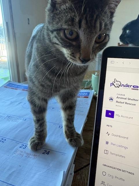 Juan Carlos, a ADOPTABLE Tiger in Santa Cruz, CA image 3/4