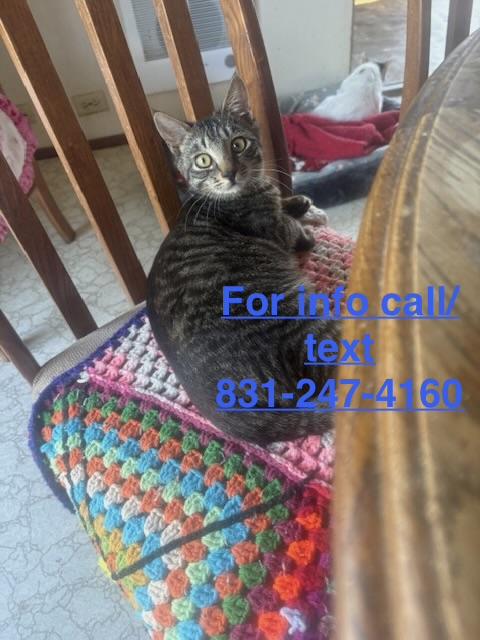 Juan Carlos, ADOPTABLE, Kitten Male Tiger.