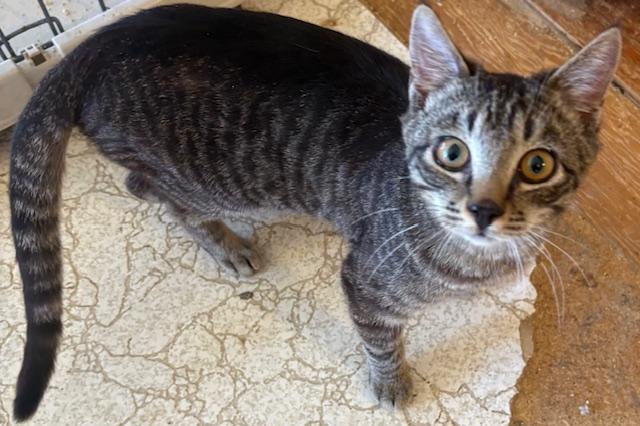 Juan Carlos, a ADOPTABLE Tiger in Santa Cruz, CA image 2/4