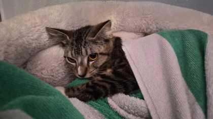 ELLA, a ADOPTABLE mixed breed in Fernandina Beach, FL image 3/3