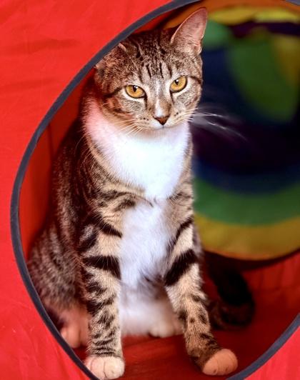 ELLA, a ADOPTABLE mixed breed in Fernandina Beach, FL image 1/4