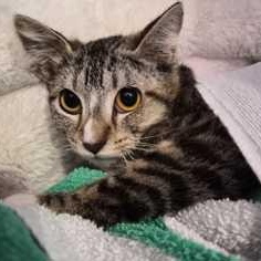 ELLA, a ADOPTABLE mixed breed in Fernandina Beach, FL image 2/3