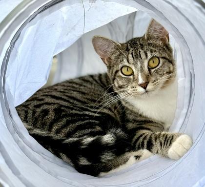 ELLA, a ADOPTABLE mixed breed in Fernandina Beach, FL image 4/4