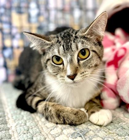 ELLA, ADOPTABLE, Young Female Domestic Short Hair.
