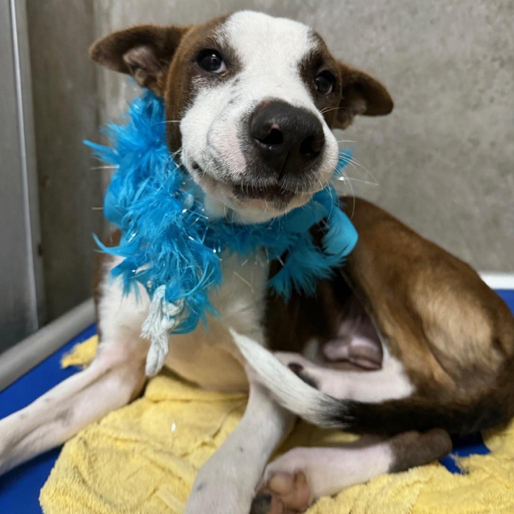 Dane, Adoptable, Young Male Mixed Breed.