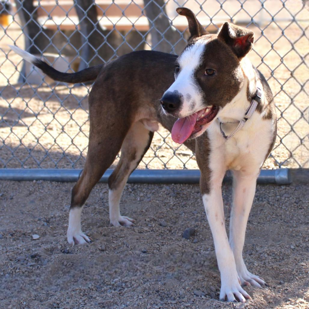 Enlarge Dane, a Adoptable Mixed Breed in Las Cruces, NM image 1/6
