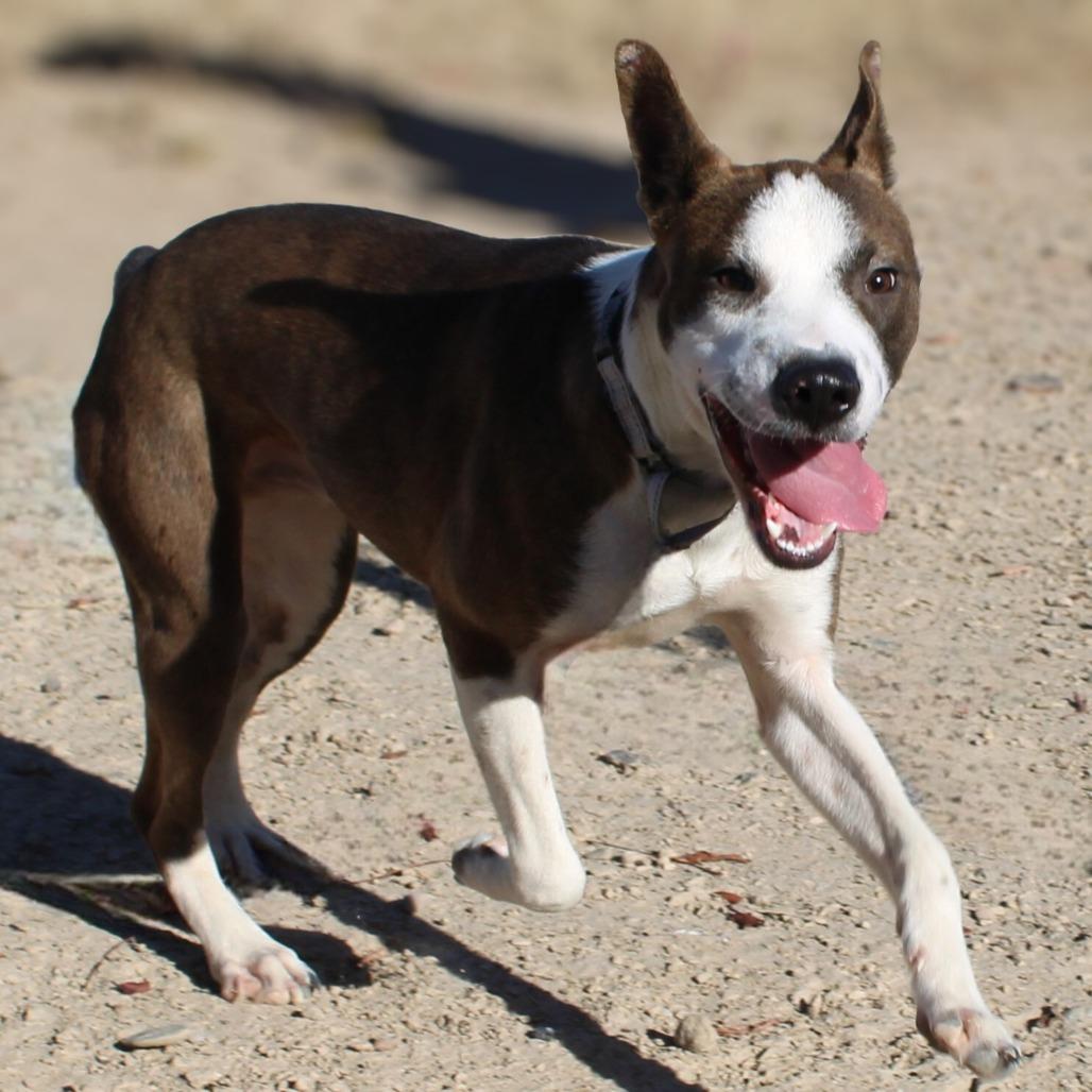 Enlarge Dane, a Adoptable Mixed Breed in Las Cruces, NM image 2/6