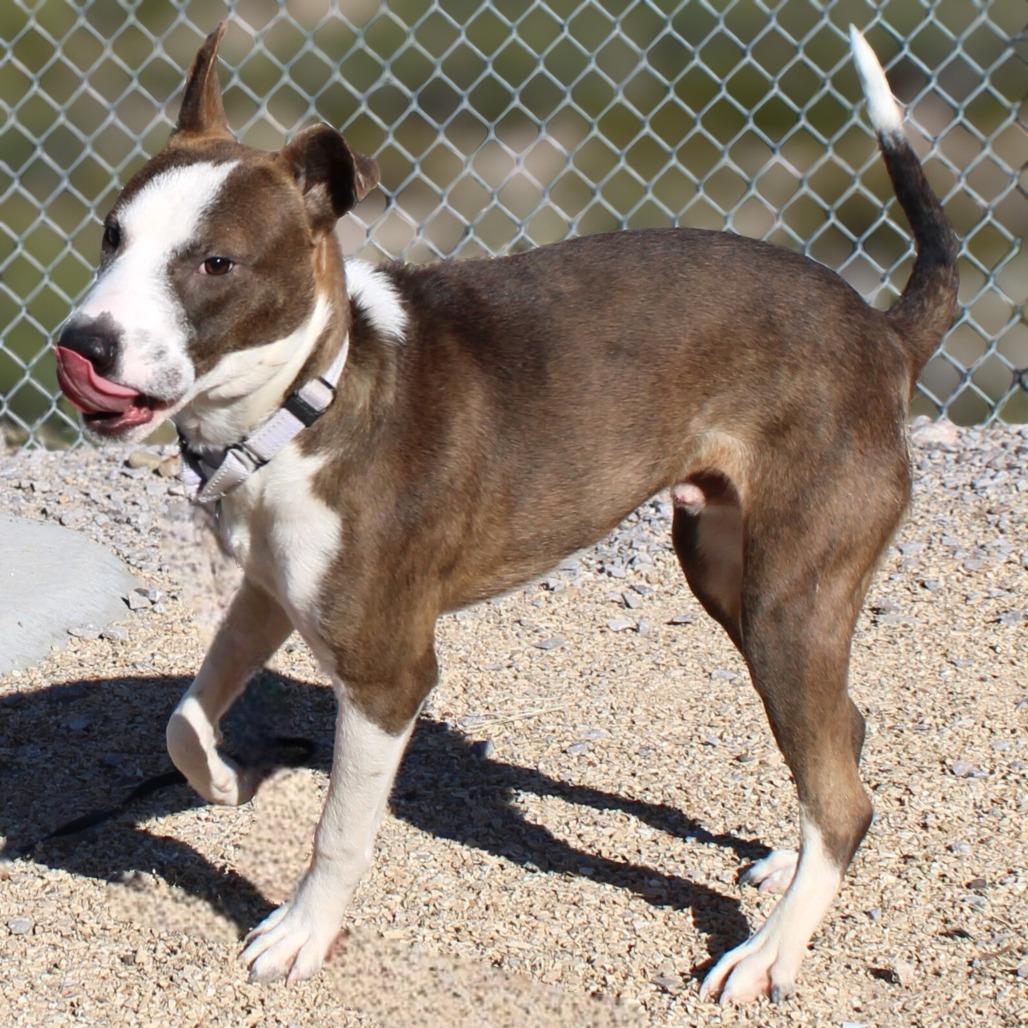 Enlarge Dane, a Adoptable Mixed Breed in Las Cruces, NM image 3/6