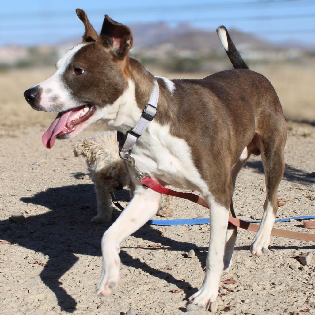 Enlarge Dane, a Adoptable Mixed Breed in Las Cruces, NM image 4/6
