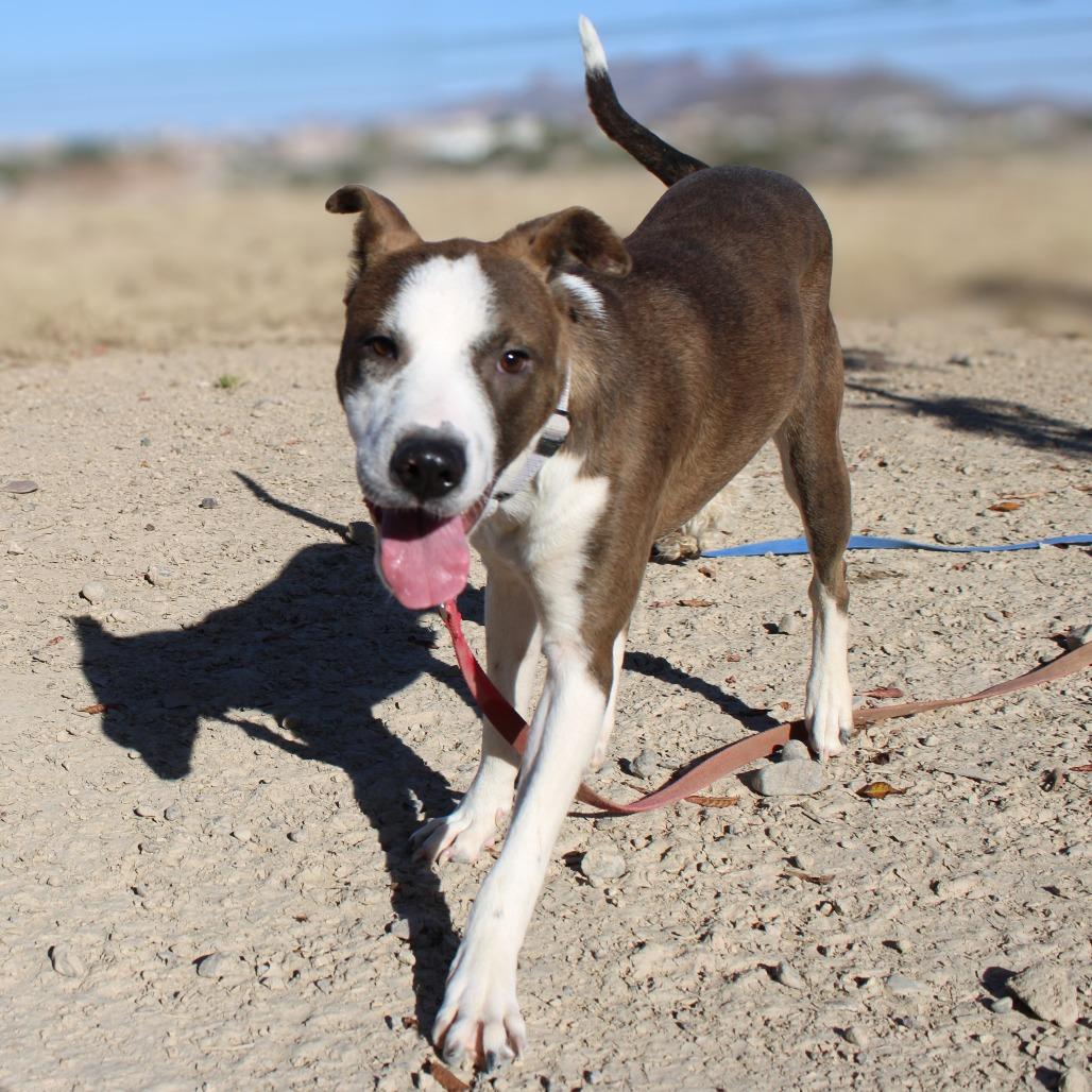 Enlarge Dane, a Adoptable Mixed Breed in Las Cruces, NM image 5/6