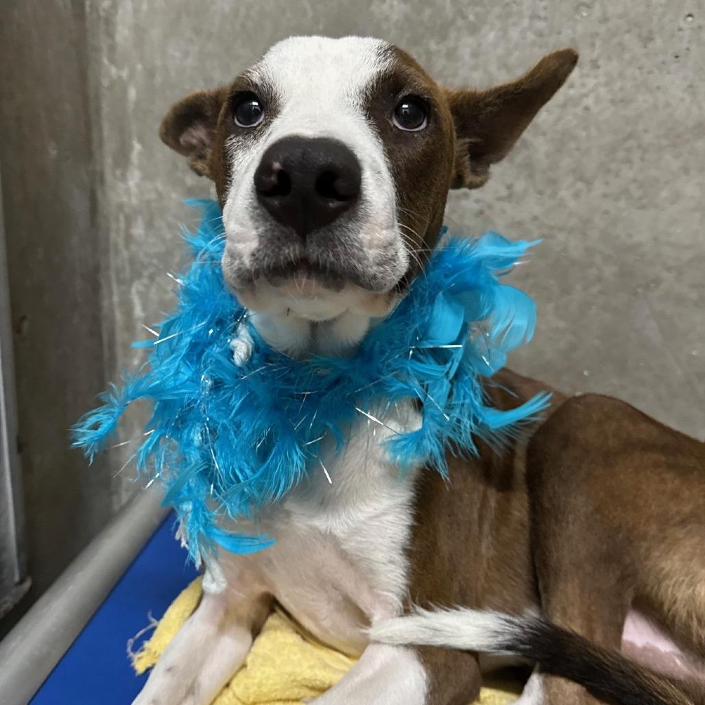 Enlarge Dane, a Adoptable Mixed Breed in Las Cruces, NM image 2/6