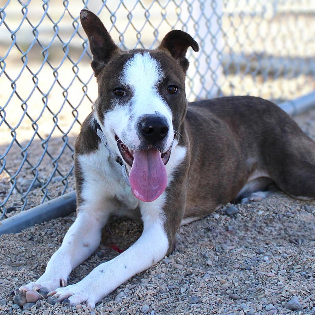 Enlarge Dane, a Adoptable Mixed Breed in Las Cruces, NM image 6/6