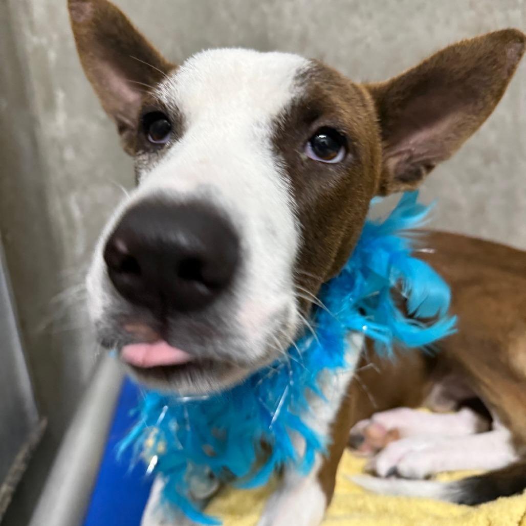 Enlarge Dane, a Adoptable Mixed Breed in Las Cruces, NM image 3/6