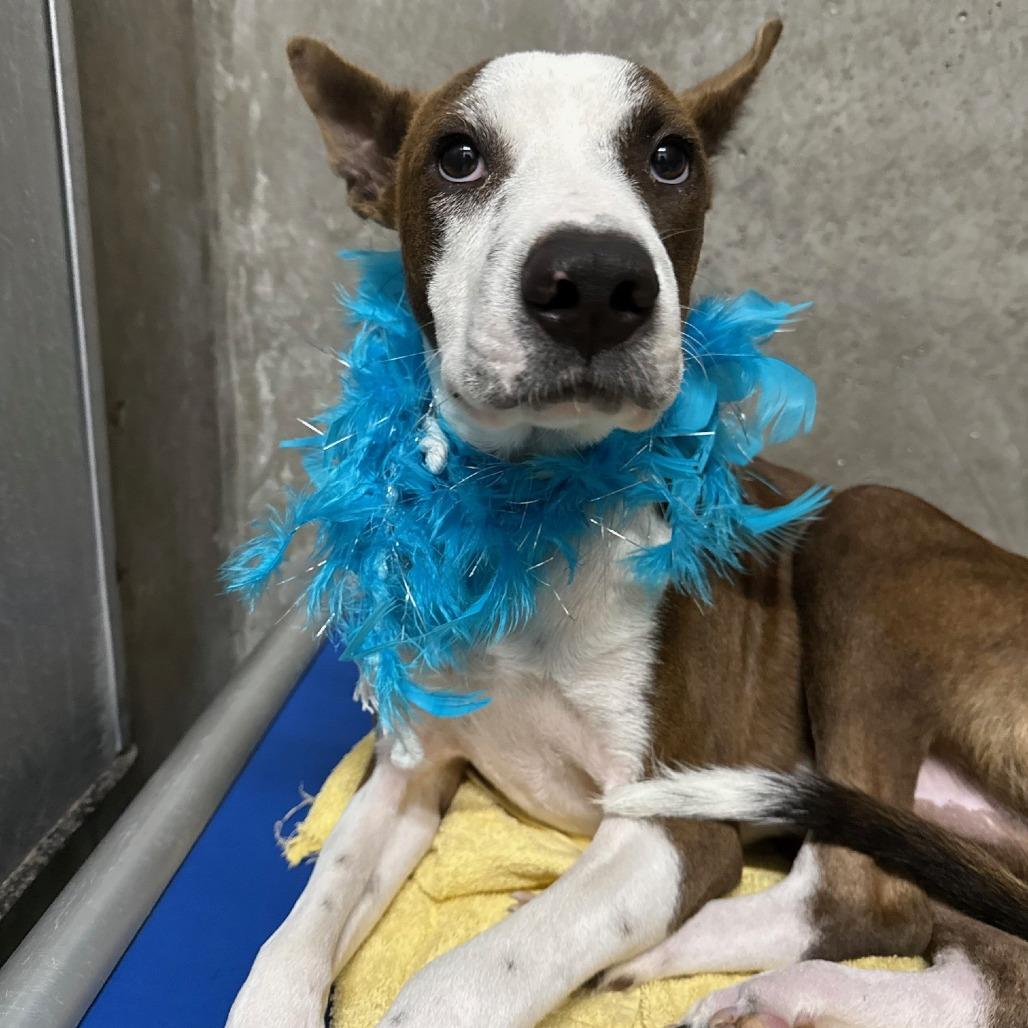 Enlarge Dane, a Adoptable Mixed Breed in Las Cruces, NM image 5/6