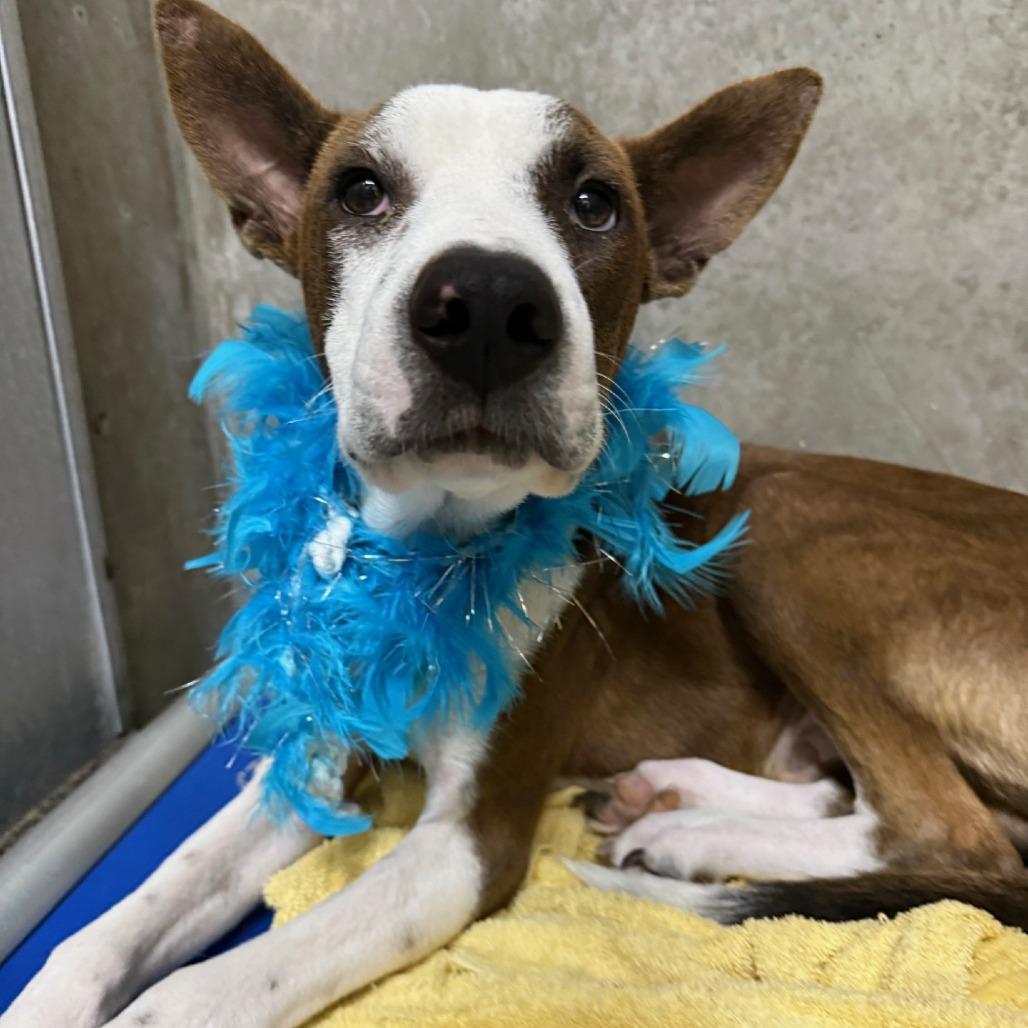 Enlarge Dane, a Adoptable Mixed Breed in Las Cruces, NM image 6/6