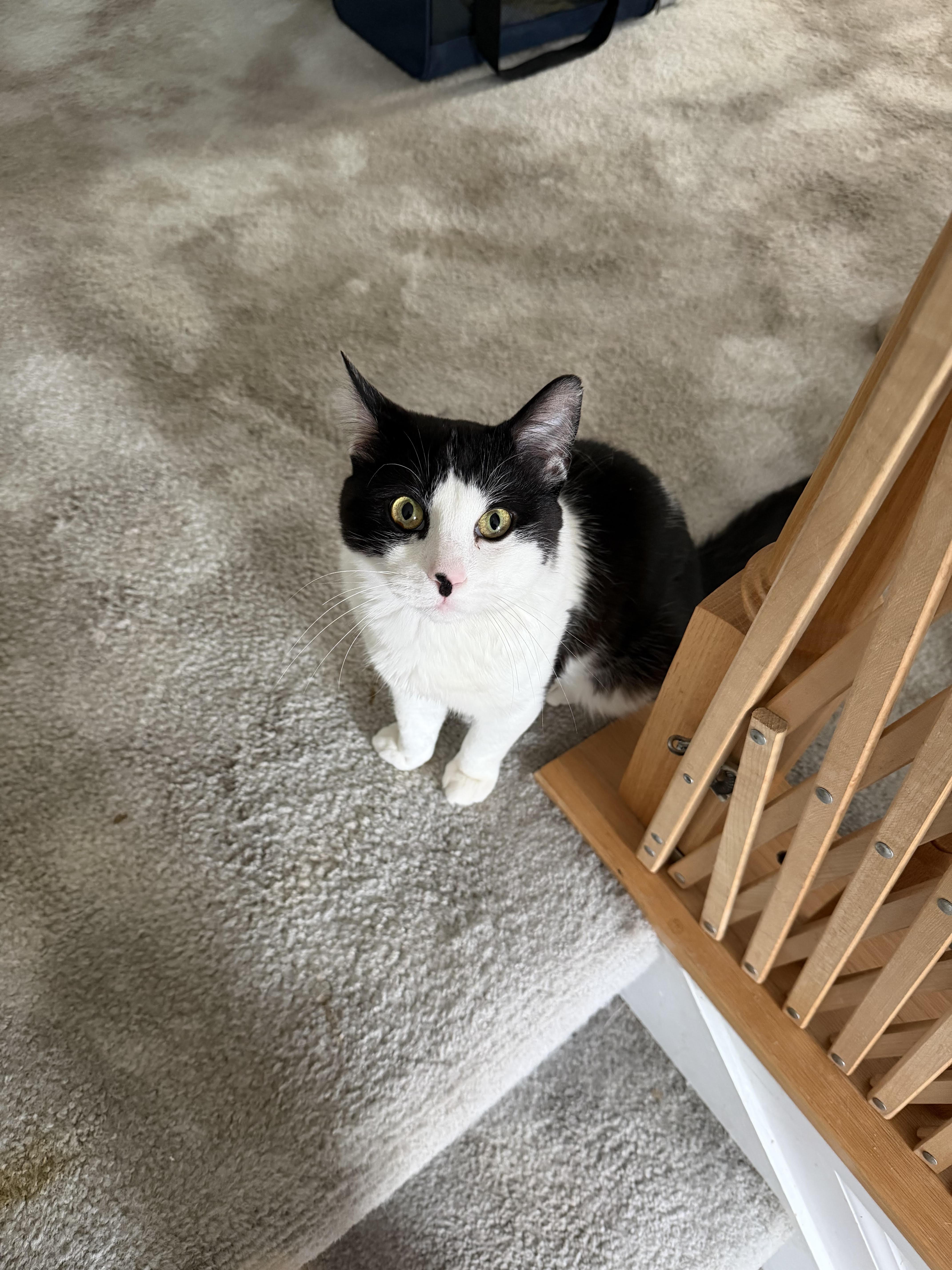 Toupee-Calm and Charming, a Adoptable Domestic Short Hair in Laurel, MD image 3/5