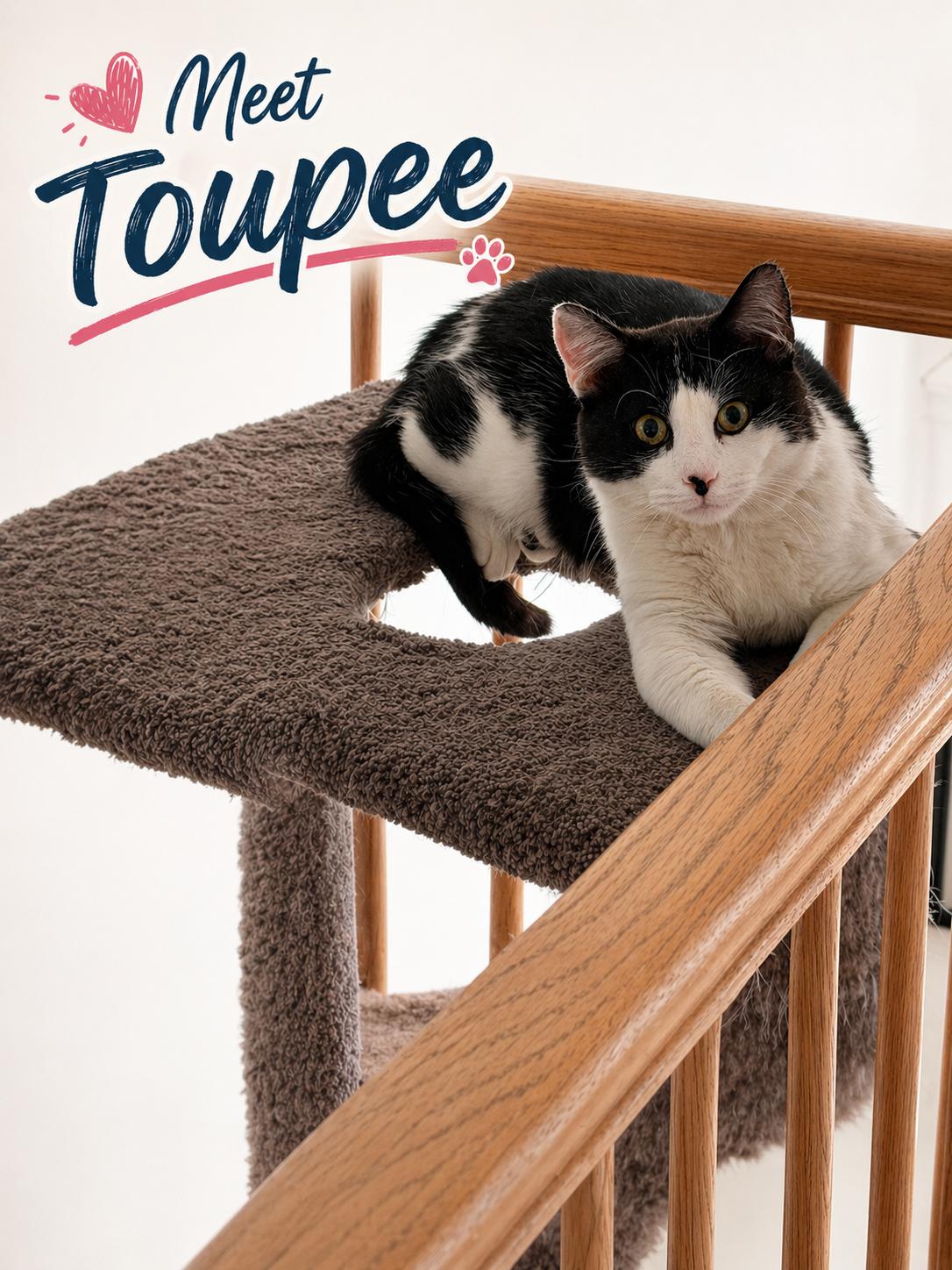 Toupee-Calm and Charming, Adoptable, Adult Male Domestic Short Hair.