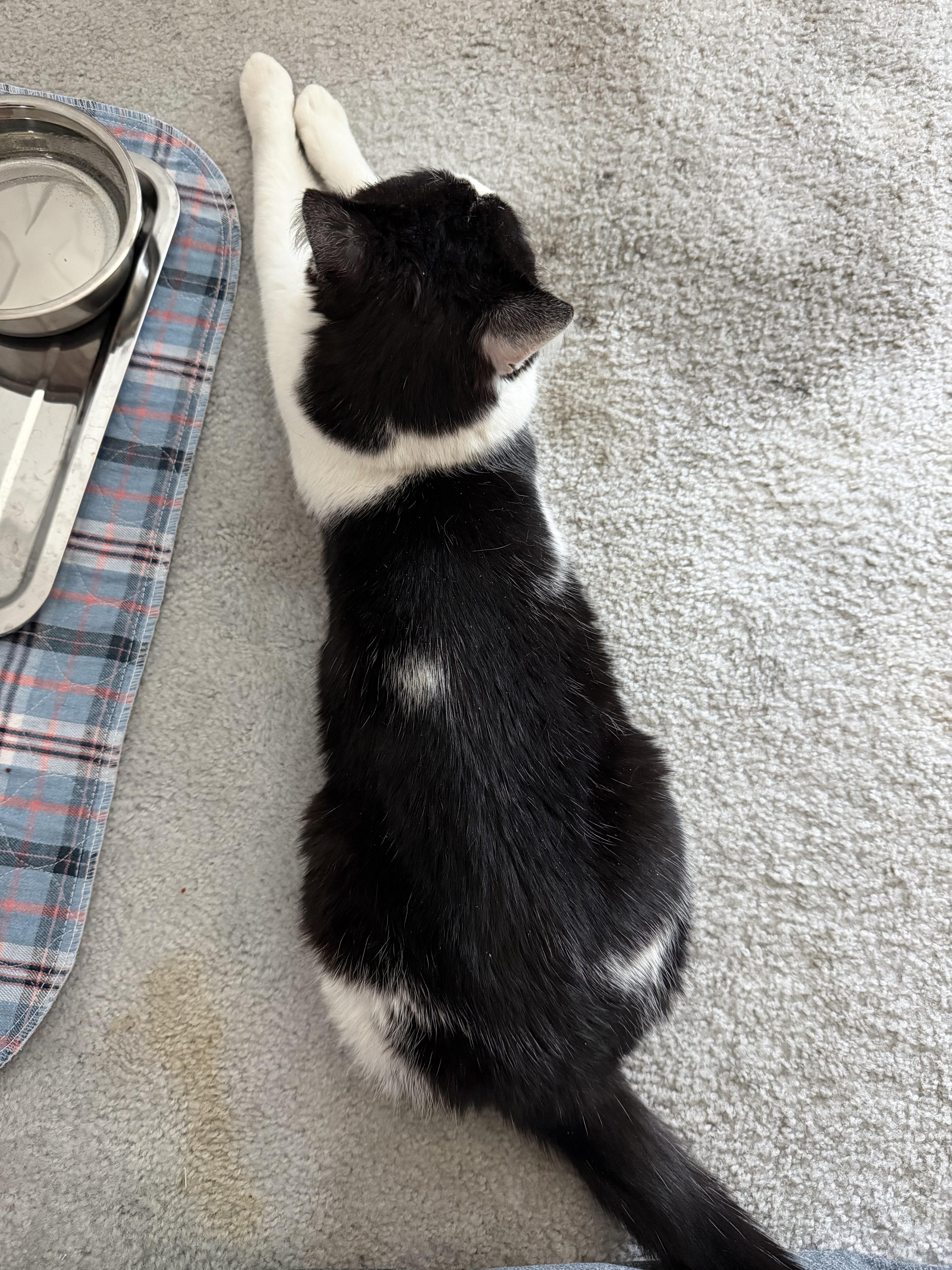 Toupee-Calm and Charming, a Adoptable Domestic Short Hair in Laurel, MD image 4/5
