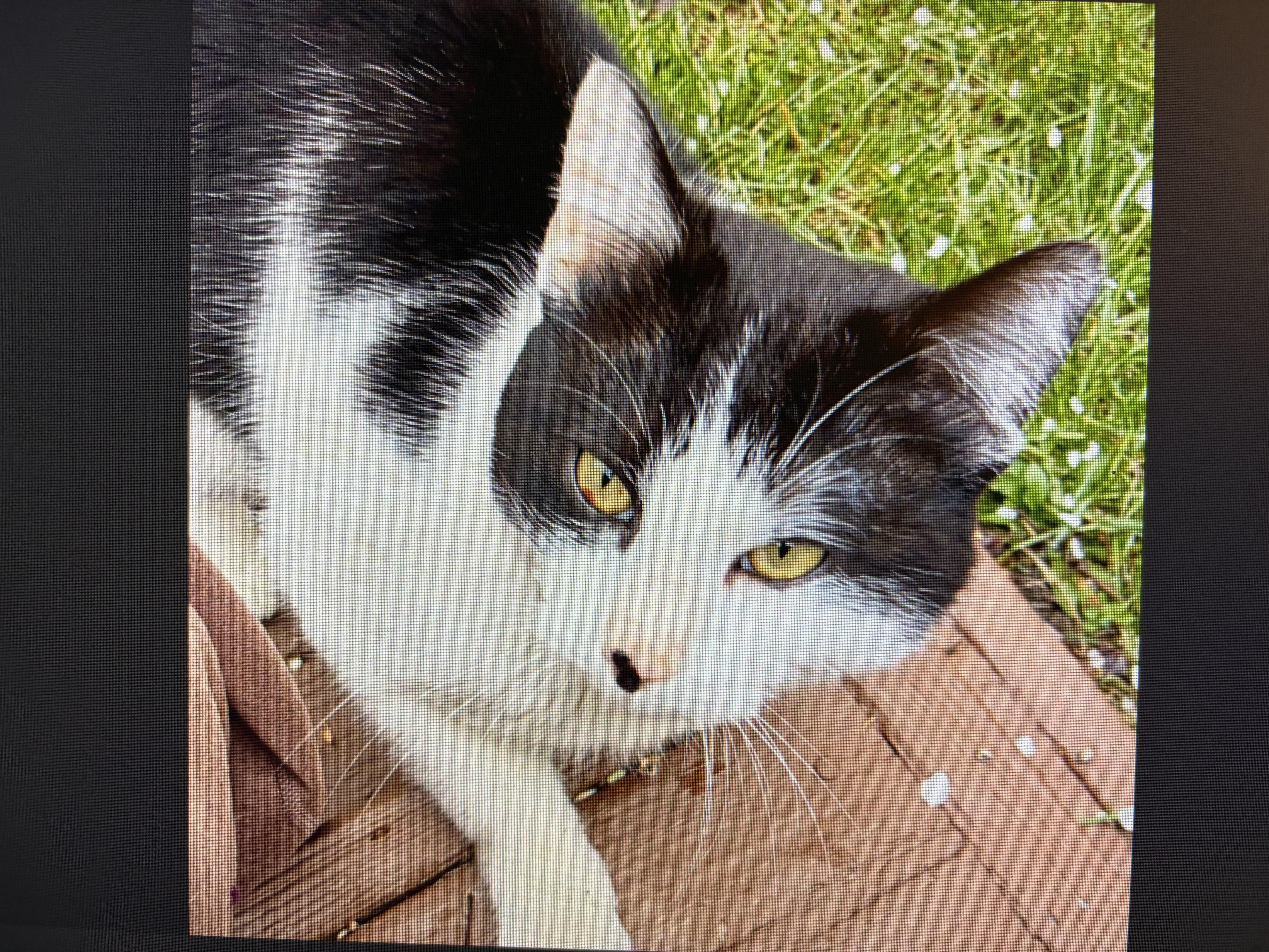 Toupee-Calm and Charming, a Adoptable Domestic Short Hair in Laurel, MD image 5/5