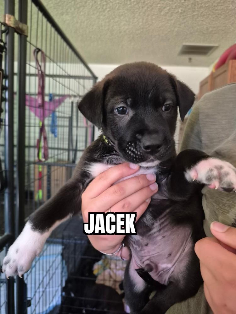 Jacek