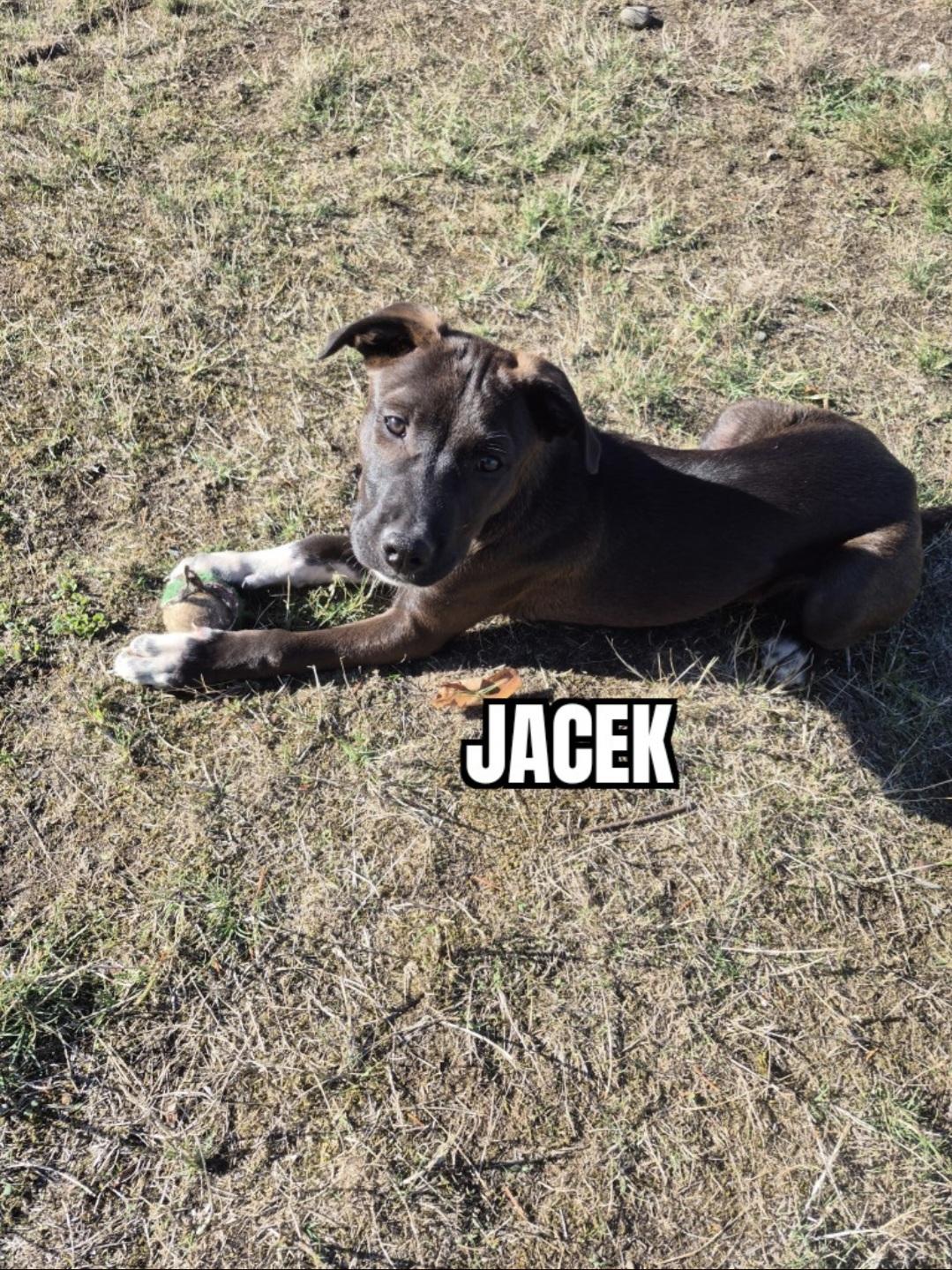 Enlarge Jacek, a Adoptable mixed breed in Tacoma, WA image 1/1