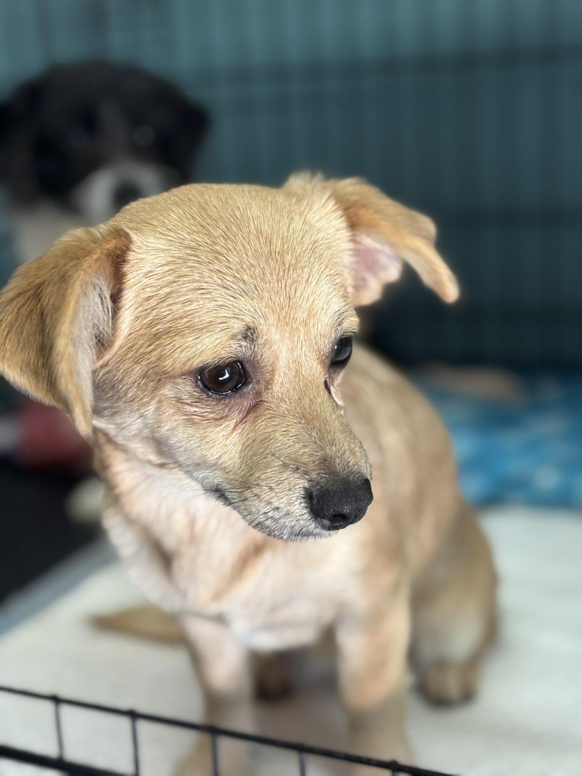 Enlarge Bao, a ADOPTABLE mixed breed in Chesnee, SC image 2/2
