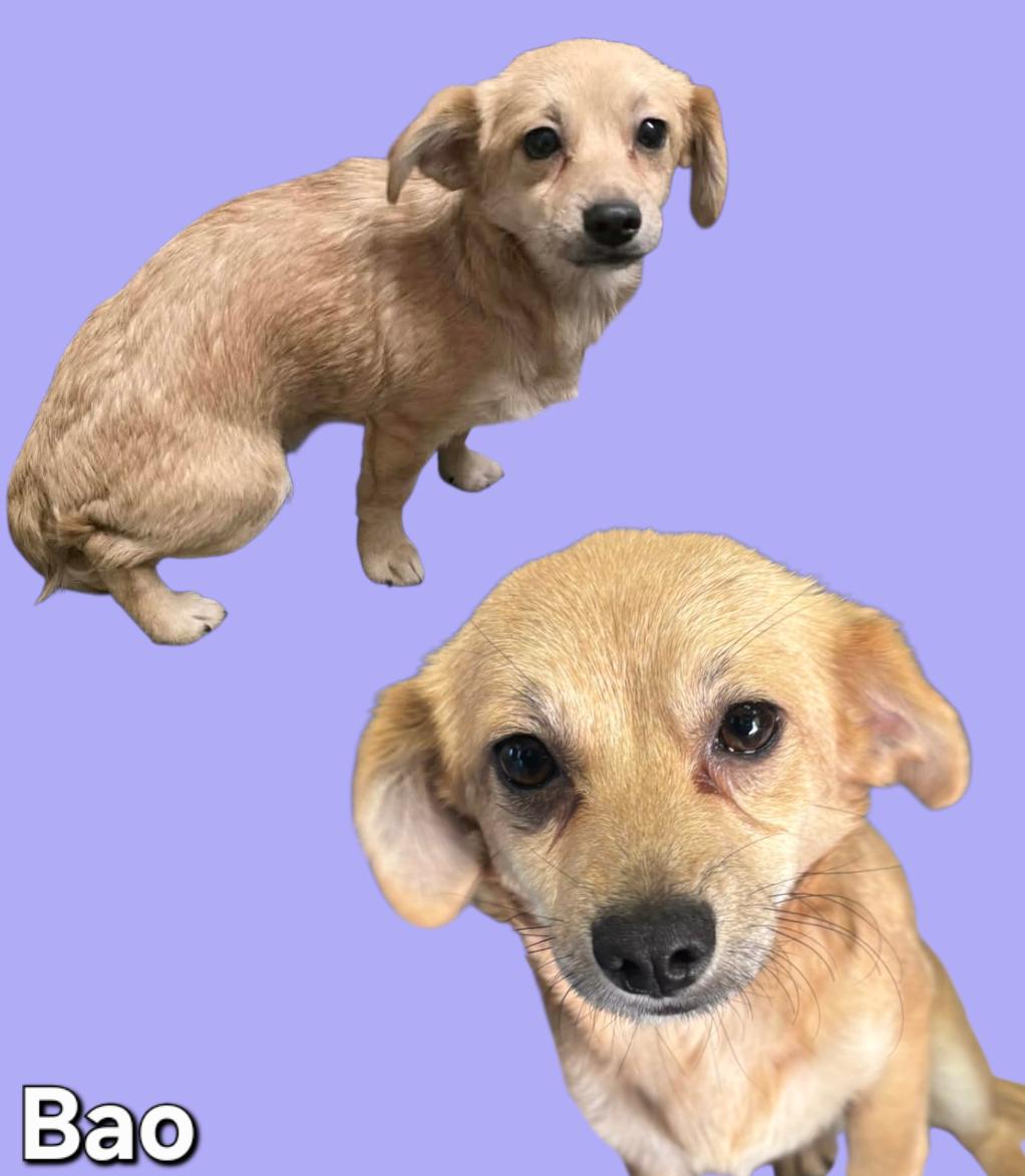 Enlarge Bao, a ADOPTABLE mixed breed in Chesnee, SC image 1/2