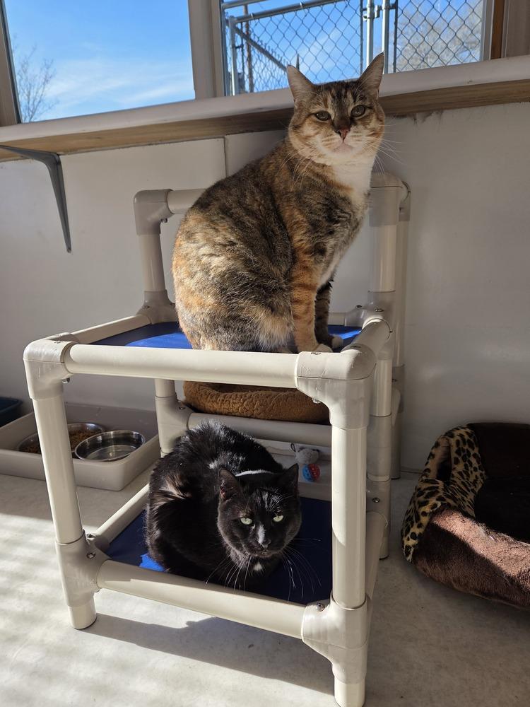 Sky, Adoptable, Adult Female Domestic Short Hair.