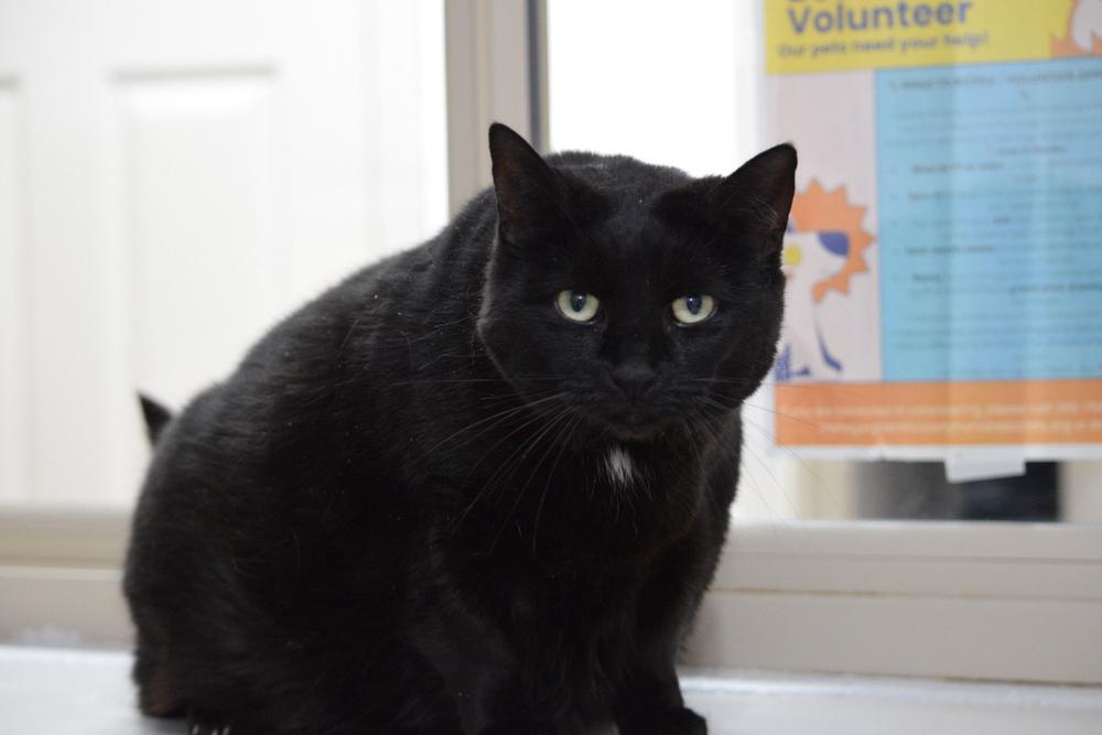 Sky, a Adoptable Domestic Short Hair in Salmon, ID image 1/2