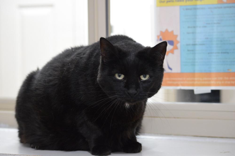 Sky, a Adoptable Domestic Short Hair in Salmon, ID image 2/2