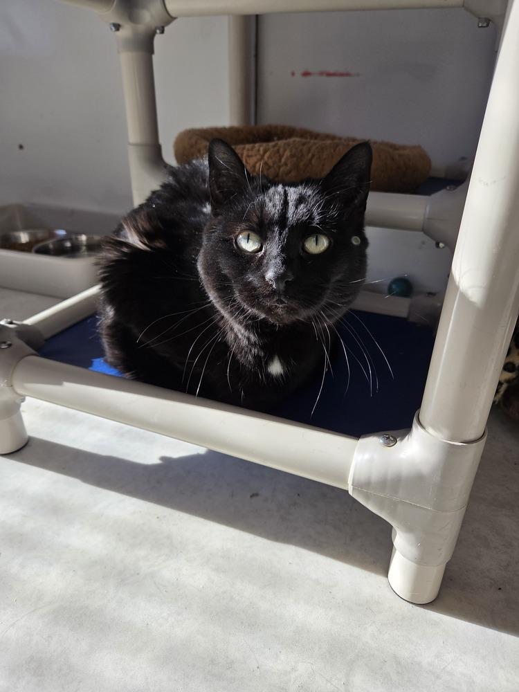 Sky, a Adoptable Domestic Short Hair in Salmon, ID image 3/3