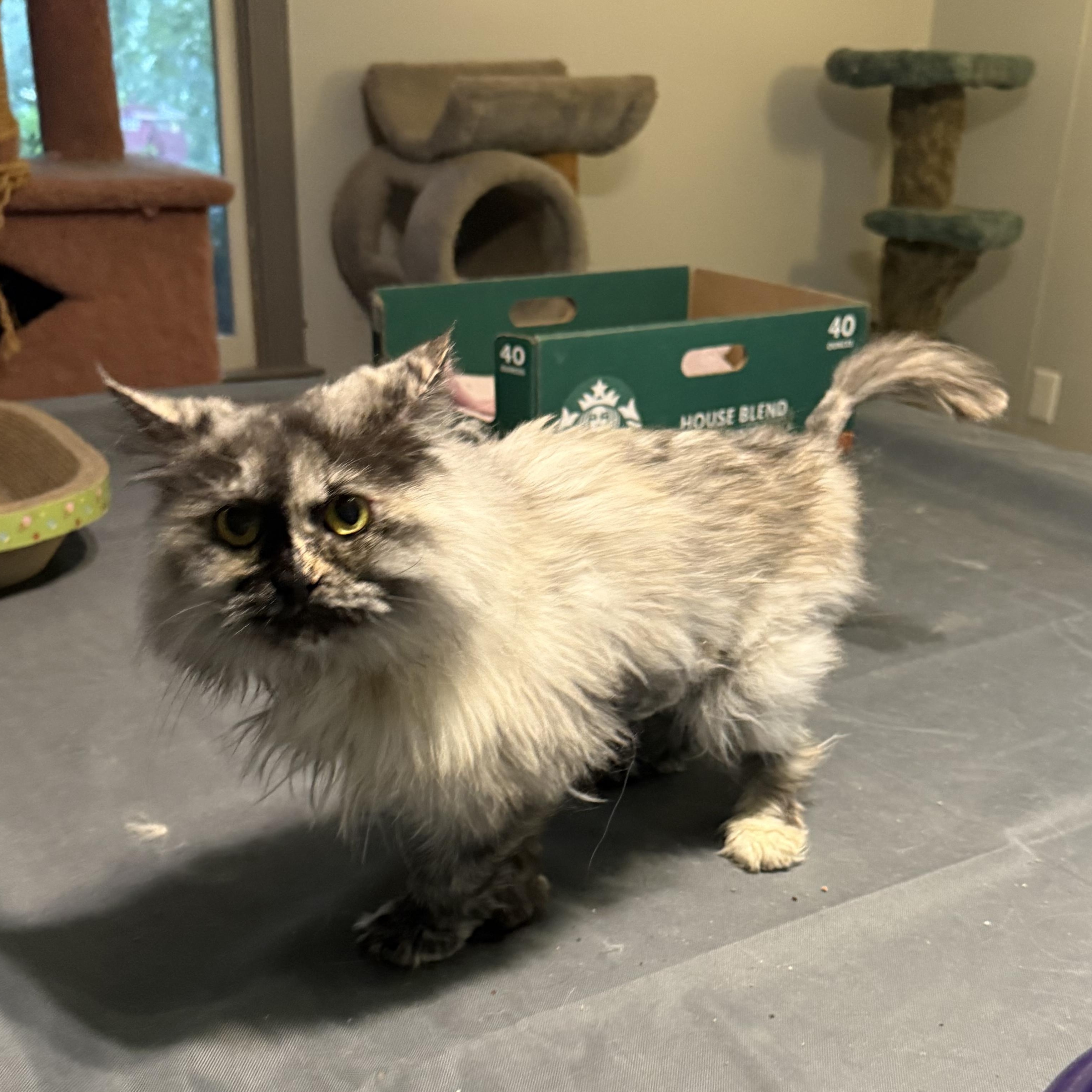Precious Toty - Just arrived, an adoptable Persian, Himalayan in Woodbridge, VA, 22191 | Photo Image 6